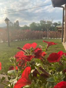 CanzanoBed & Breakfast Memory的花园里的一群红色花