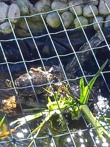 沙勒罗瓦Sweet home vintage的水中笼子里的乌龟