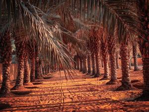 拉斯阿尔卡麦Palm Escape Farmhouse - By Seven Elements的一条土路上一排棕榈树