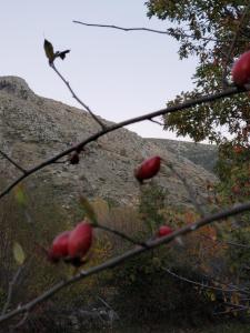 拿瓦费彼迪亚-德科尔Las Tejeruelas Casa Rural的树枝上有一棵苹果树,后面有一座小山