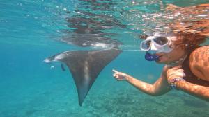 达拉万度乐维斯布朗库拉酒店的和大鲨鱼一起潜水