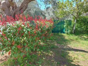 卡拉莫斯Bill's Garden Villa的花园中种满红色花的灌木