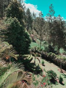 孔斯坦萨Villa paloma的阳光明媚的日子里,花园内种有植物和树木