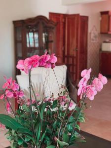 孔斯坦萨Villa paloma的花瓶里满是粉红色的花朵
