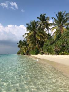 迪古拉Tides Dhigurah的棕榈树海滩和海洋