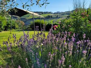 CossignanoAgriturismo Fiorano的田野里种着紫色花的花园