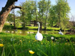 ŽužemberkGostišče Koren的两个天鹅站在池塘附近的草丛中
