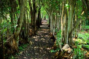 HekpoortHibon Lodge的穿过丛林中的竹林的路径