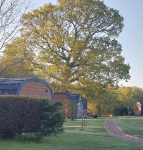 Saint LawrenceOak Lodge Pods的建筑物旁边田野的一棵大树