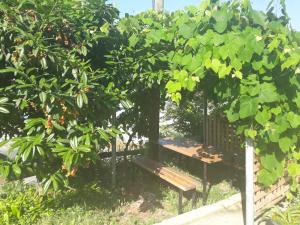 特拉布宗Guesthaus Levent的坐在树下,有水果的公园长凳