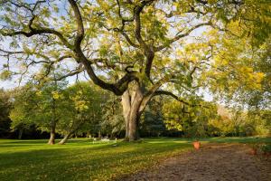 塞雷拉龙德瑞泽城堡酒店的公园里一棵大树,树叶在草地上