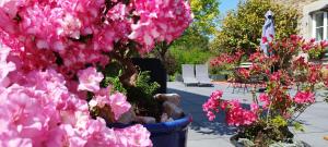 贝隆河畔日克Les 3 Koïs的蓝色的盆子里的一束粉红色的花