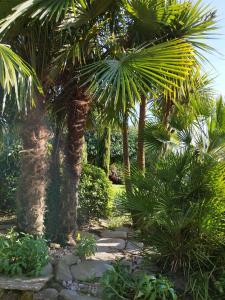 贝隆河畔日克Les 3 Koïs的一座种有棕榈树和石头小径的花园