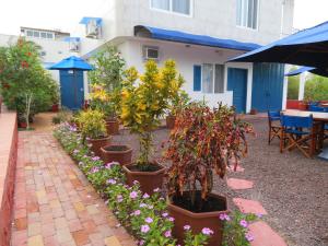 比亚米尔港德雷克住宿加早餐旅馆的一排盆栽植物在房子前面