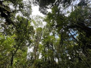 迦太基La Bromelia/Cabaña de Montaña, Cerro de la Muerte.的相册照片