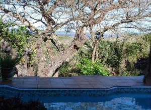 ManguziKosi Moon Bed and Breakfast的一座有树的游泳池