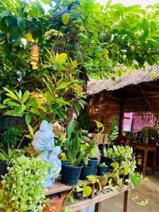 北碧泰国宾馆的坐在桌子上的盆栽植物群