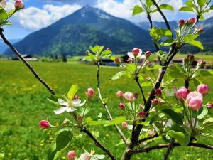 阿亨基希Pulvererhof的田间花粉色白的树