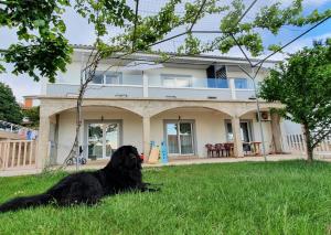 塞尼Apartmani Naomi&Leo的坐在房子前面的草地上的一只黑狗
