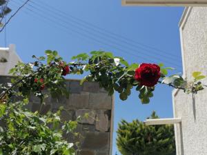 伊奥斯乔拉Almira Inn的挂在建筑物上的一束红玫瑰