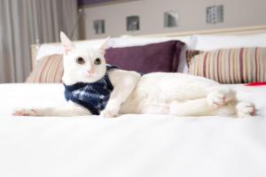 圣保罗美居圣保罗潘普洛纳酒店的一只白猫躺在床上