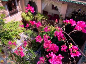 非斯托约尔利亚德比尔兹摩洛哥传统庭院住宅的花园里的一束粉红色的花