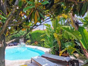 戛纳Blue Dream Cannes Guest House的一个带长凳和树的游泳池