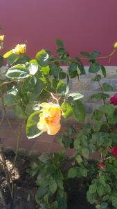 塞洛里奥Apartamentos La Ardina的绿叶植物上的黄色玫瑰