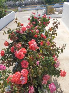 阿达玛斯Alice Maisonette & Studios的一大束粉红色的玫瑰花在锅里