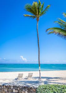 西湾Beach Living at Villas Pappagallo (BLPP)的海滩上的两把椅子和一棵棕榈树