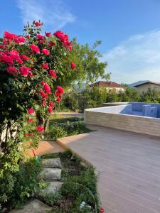 巴尔Villa Nilić的一座花园,花园内种有红色玫瑰,并设有一个游泳池