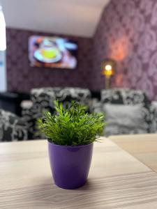贝尼多姆Hotel Boutique Centro BBB Auto check in的坐在桌子顶上的紫色盆栽植物