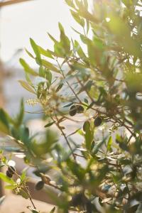 海若克利欧7Rizes Luxury Living的近旁的橄榄树