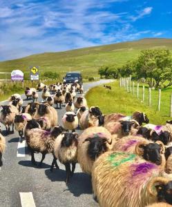 TawnyinahThe Nook的一群羊沿着马路走着