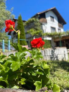 特里亚夫纳Вила Мечта的房屋前有红花的灌木