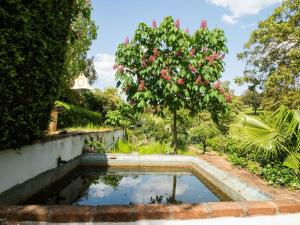 新蒙特莫尔Country mansion in Montemor o Novo Alentejo with shared pool的花园中种有树的池水