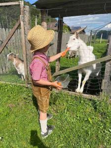 滨湖科伊查赫Charmantes Ferienhaus in bester Lage的喂一只胡萝卜给山羊的男孩
