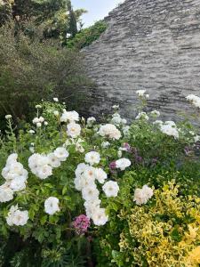 戈尔德La Borie en Provence的花园里的一束白色花
