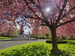 邓弗姆林NEW Fabulous 2BD Maisonette Dunfermline, Fife的公园里的一棵树,上面有粉红色的花朵