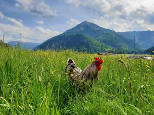阿亨基希Pulvererhof的一只公鸡站在高大的草地上