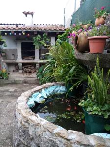 图伊Apartamento Tui, Casa da Barca的花园中种有植物和花卉的鱼塘