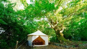 帕利乌里翁Paliouri Luxury Bungalows的一个大树下的一个白色帐篷