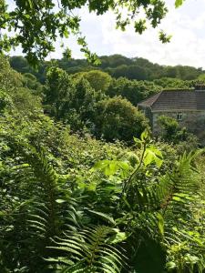 赫尔斯顿Cosy retreat in beautiful Cornwall的植物群,有房子的背景