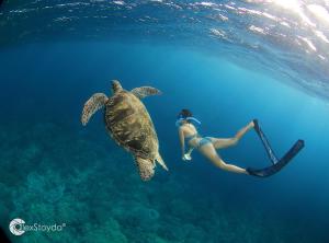 ZamboanguitaMahi Mahi Dive Resort的海龟旁边游泳的女人
