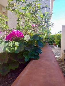 贝瓦尼亚圣彼得Villa Giovanna的一座种有粉红色花卉的花园