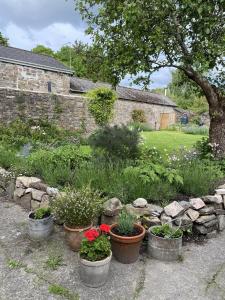 蒂弗顿Six on Castle的一座花园,花园内种有花盆和石墙