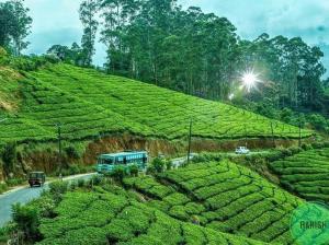 德维科拉姆MUNNAR TENT HILLS RESORT的一辆公共汽车沿着茶园旁边的一条路上行驶