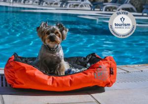 埃利亚Acrotel Elea Beach的一只小狗坐在游泳池旁的橙色狗床上