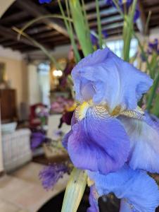PatricaDIMORA MARELLA Patrica - Frosinone的一间房间里一朵蓝色的花的壁画