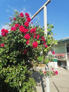 加格拉Дом под ключ的挂在柱子上的一篮红玫瑰